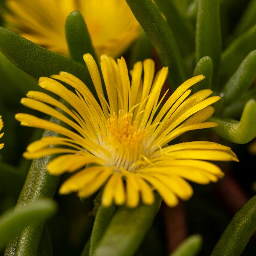 Delosperma Delmara Yellow