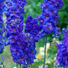 Delphinium ‘Black Knight’