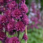 Delphinium Flamenco Highlander