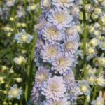 Delphinium Highlander Moonlight