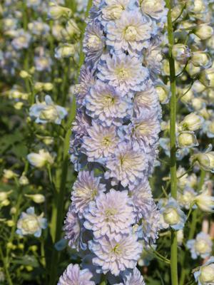 Delphinium Moonlight Highlander