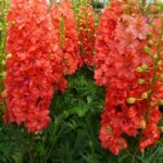 Delphinium Red Lark