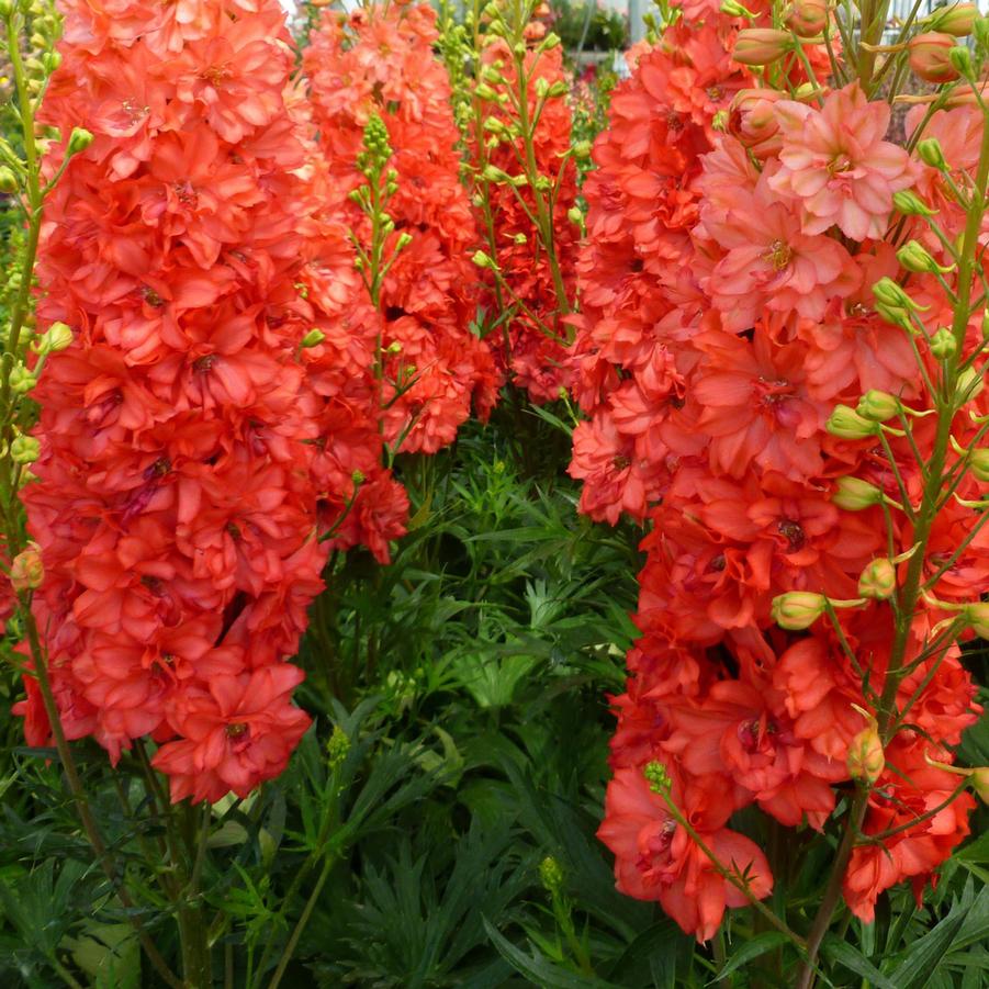 Delphinium Red Lark