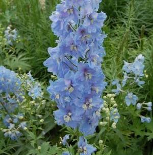 Delphinium belladonna