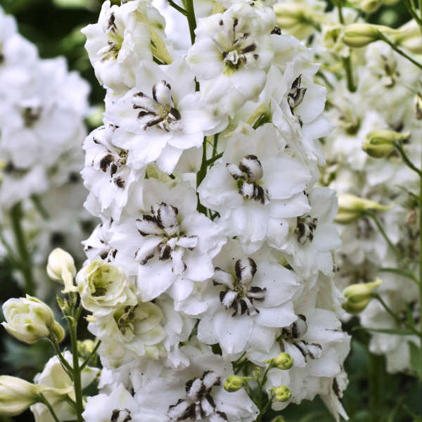 Delphinium elatum Black Eyed Angels