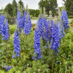 Delphinium Cobalt Dreams
