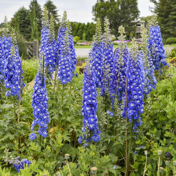 Delphinium elatum Cobalt Dreams