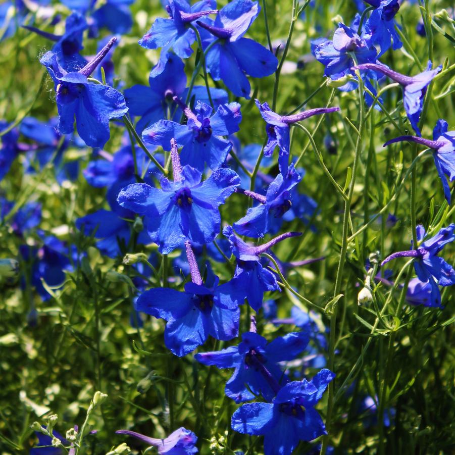 Delphinium grandiflorum Butterfly Blue