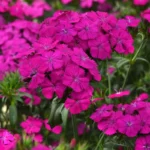 Dianthus Amazon Neon Duo