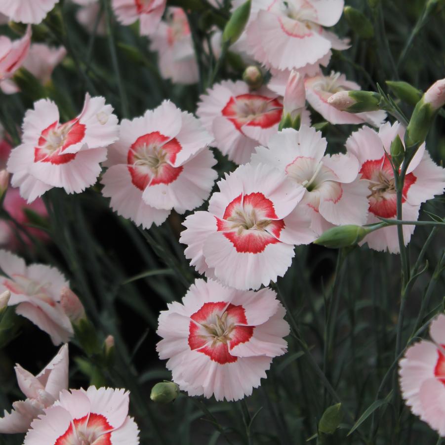 Dianthus American Pie Georgia Peach Pie