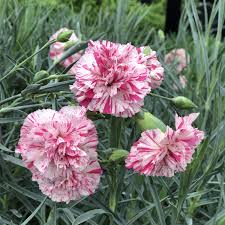 Dianthus Devon Cottage™ Pinball Wizard