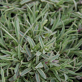 Dianthus ‘Edgehog’3