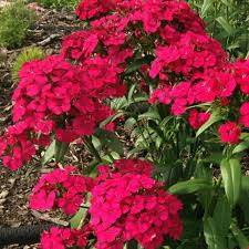 Dianthus Jolt Cherry