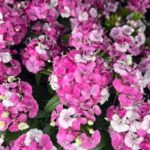 Dianthus Jolt Pink Magic