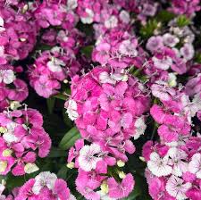 Dianthus Jolt Pink Magic