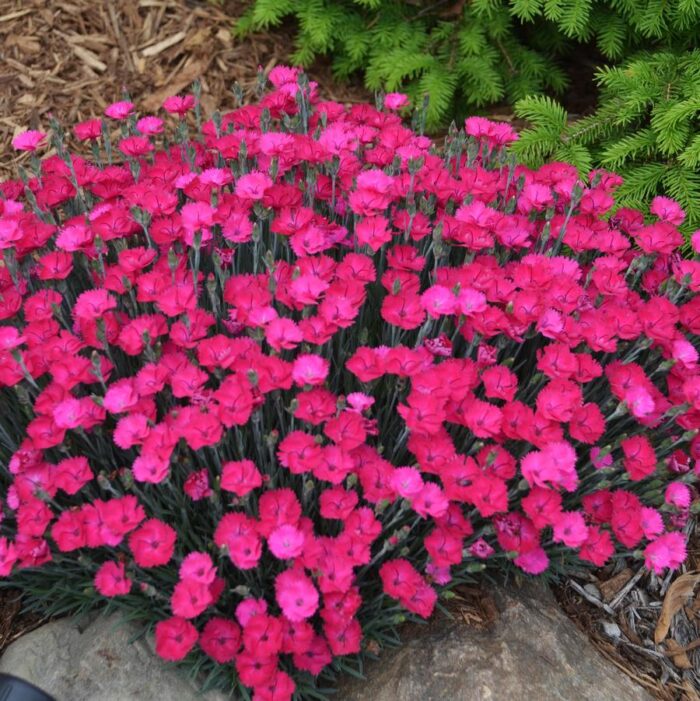 Dianthus Paint the Town Red - Image 2