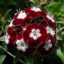 ‘Dianthus barbatus homeland’
