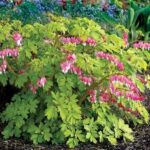 Dicentra spectabilis Gold Heart
