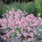 Dicentra spectabilis Pink Diamonds