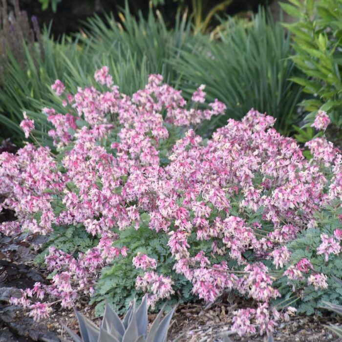 Dicentra spectabilis Pink Diamonds