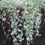 Dichondra argentea, Silver Nickle Vine