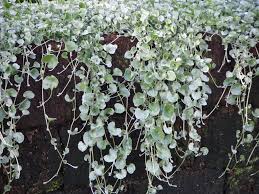 Dichondra argent Silver Nickle Vine
