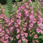 Digitalis purpurea Artic Fox Rose