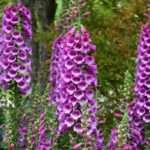 Digitalis purpurea Dalmation Purple