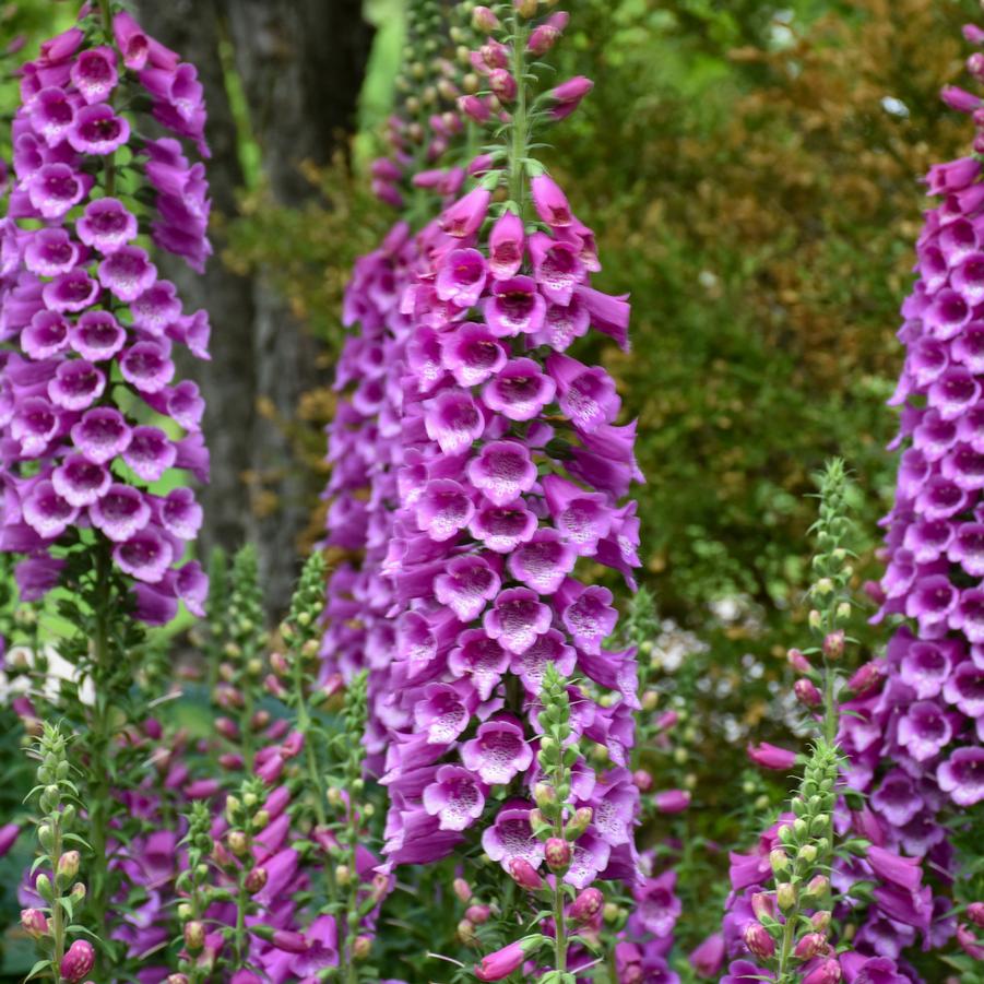 Digitalis purpurea ‘Dalmatian White’
