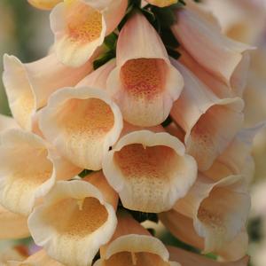 Digitalis purpurea Dalmation Peach