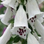 Digitalis purpurea Dalmation White