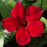 Dipladenia Madinia Deep Red