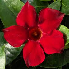 Dipladenia Madinia Deep Red