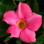 Dipladenia Madinia Pink