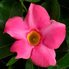 Dipladenia Madinia Pink