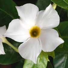 Dipladenia Madinia White