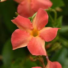Dipladenia TropicaUnico Coral Orange Sunrise