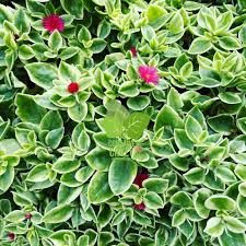 Dorotheanthus Mezzo Trailing Red