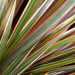 Dracaena marginata BiColor