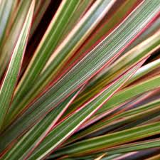 Dracaena marginata BiColor