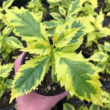 Duranta Gold Edge