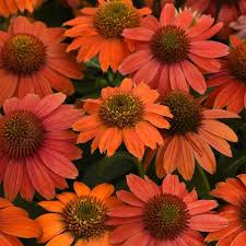 Echinacea Artisan Collection Red Ombre