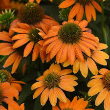 Echinacea Artisan Collection Soft Orange