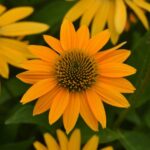 Echinacea Artisan Collection Yellow Ombre