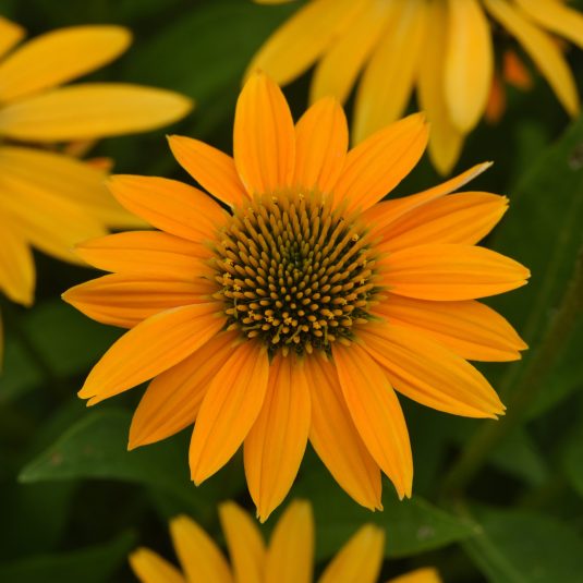 Echinacea Artisan Collection Yellow Ombre