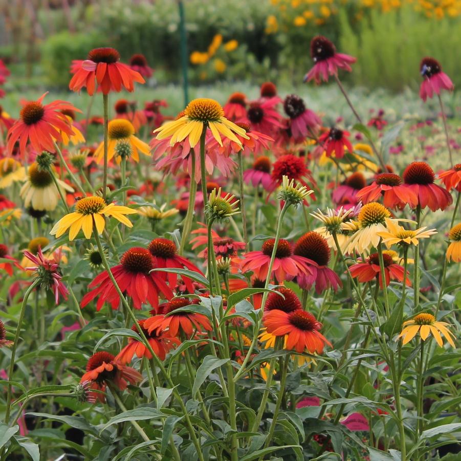 Echinacea Cheyenne Spirit