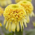 Echinacea Lemon Drop