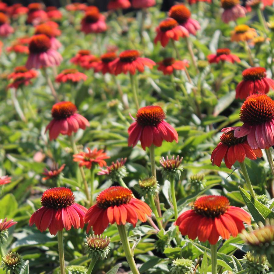 Echinacea Sombrero Hot Coral