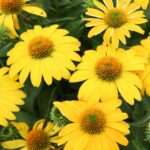 Echinacea Sombrero Lemon Yellow