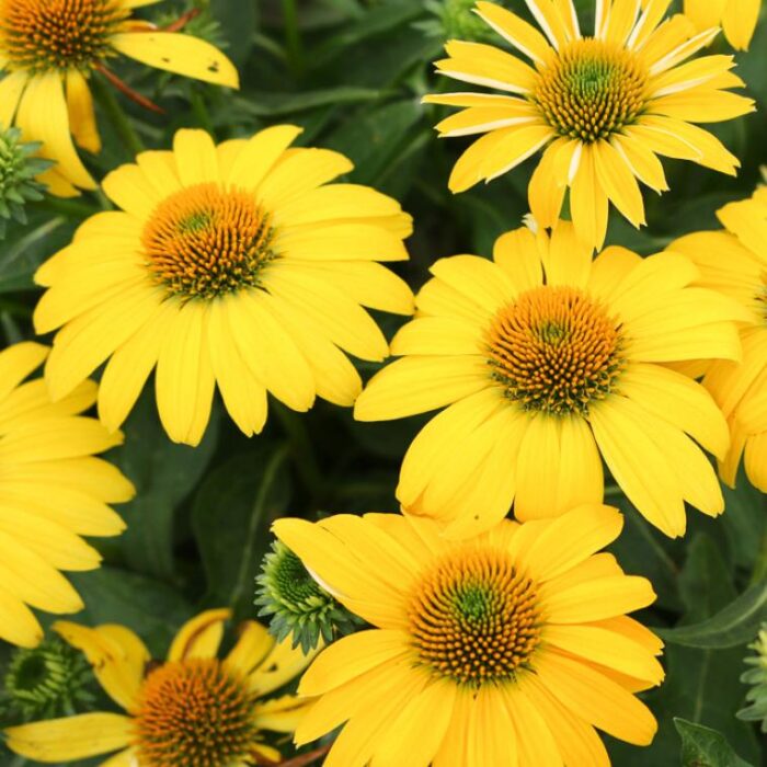 Echinacea Sombrero Lemon Yellow